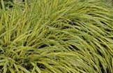 photo of lush grass