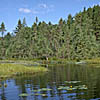 lake and forest